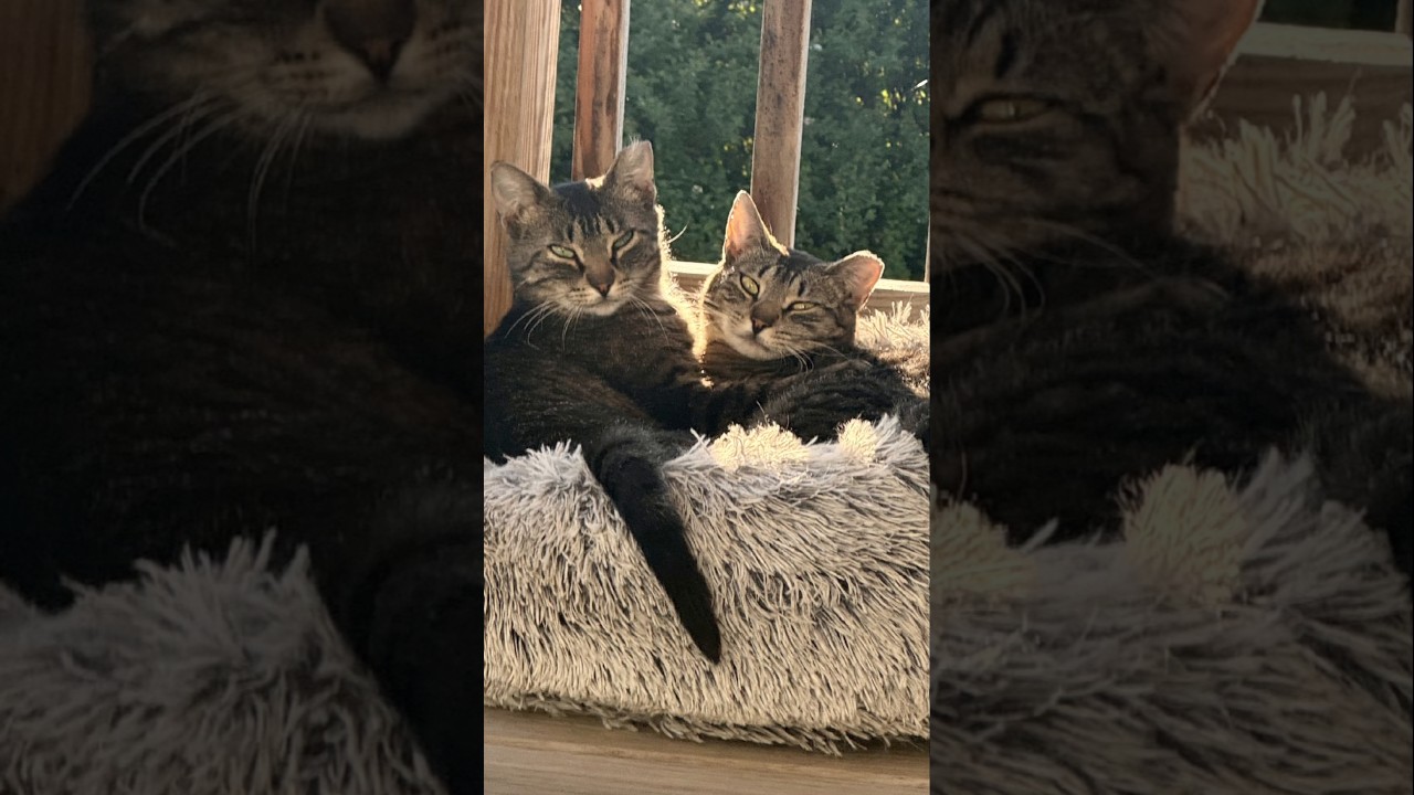 MOMMAS BACKSTORY | #fypシ #rescue #tnr #cattok #sanctuary
