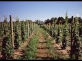 Pruning Grapevines Before the Second Growing Season - Grape Video #26