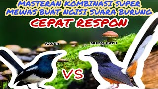 MASTERAN KOMBINASI KACER VS MURAI BATU || KOMBUNASI SUPER MEWAH CEPAT RESPON