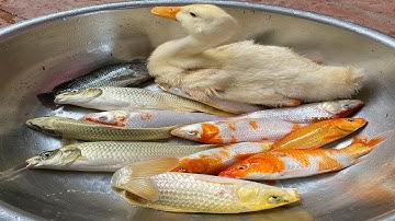 Kem Chanel ra bờ ao bắt cá cùng vịt con, giới thiệu các con vật : con mèo, con gà, gà trống. Part 89