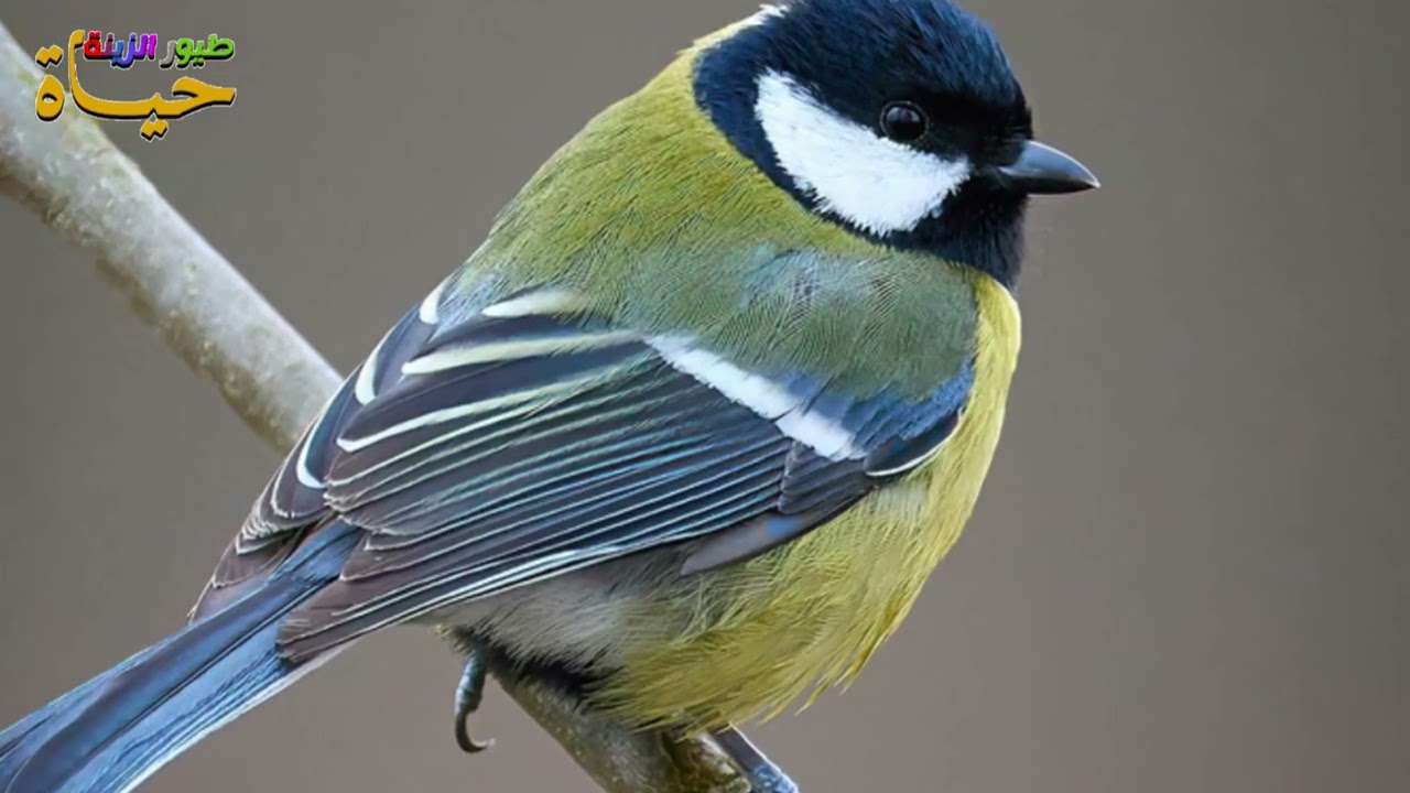 حياة طائر القرقف الكبير