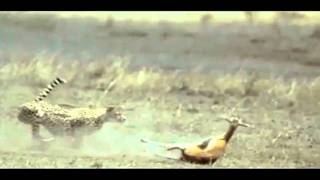 Cheetah's Theme
