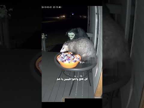 لما تسرق شوكولاتة في الهالوين
