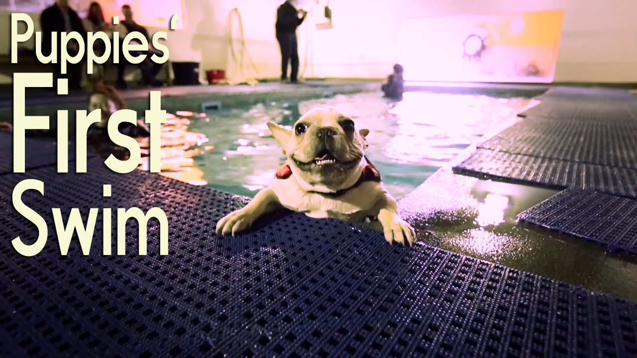 Puppies Enjoy Their First Swim Lessons YouTube