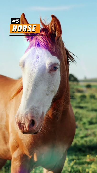 Top 12 Animals That Brings Goodluck for You|| Creatures of Goodluck #shorts #FantasTicFacts