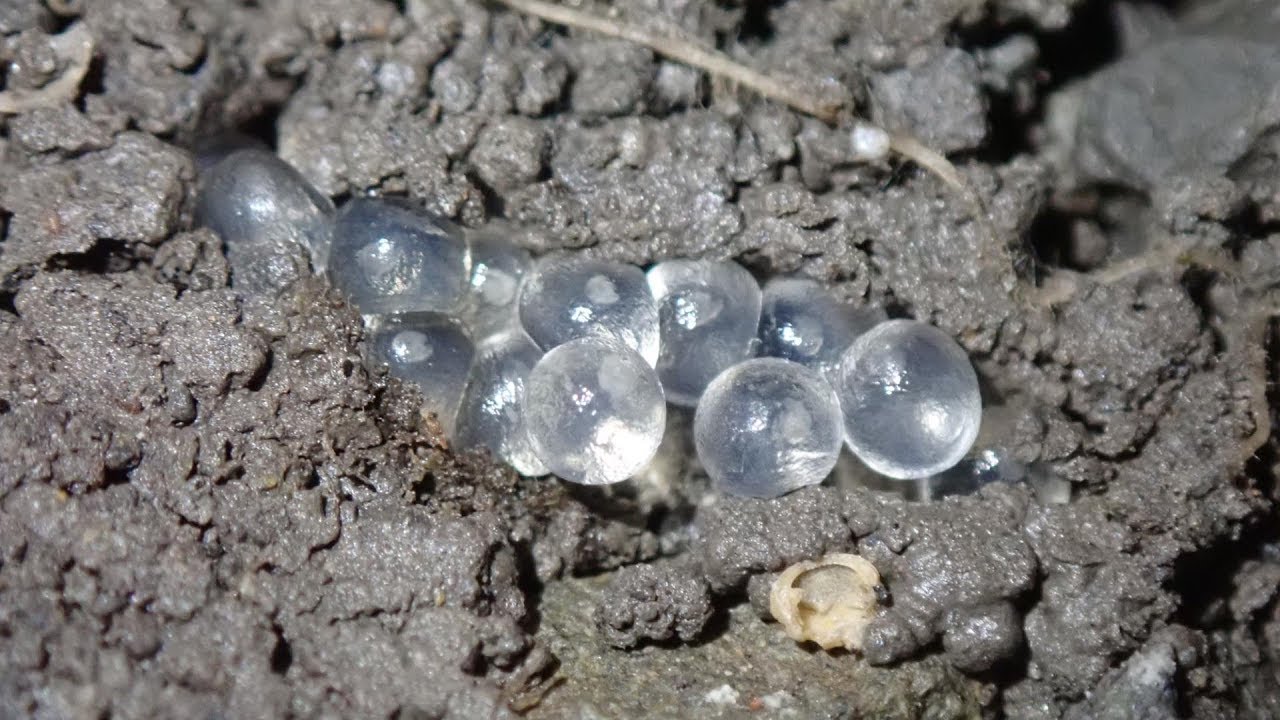 Slug Eggs Hatching Threeband Gardenslug Youtube