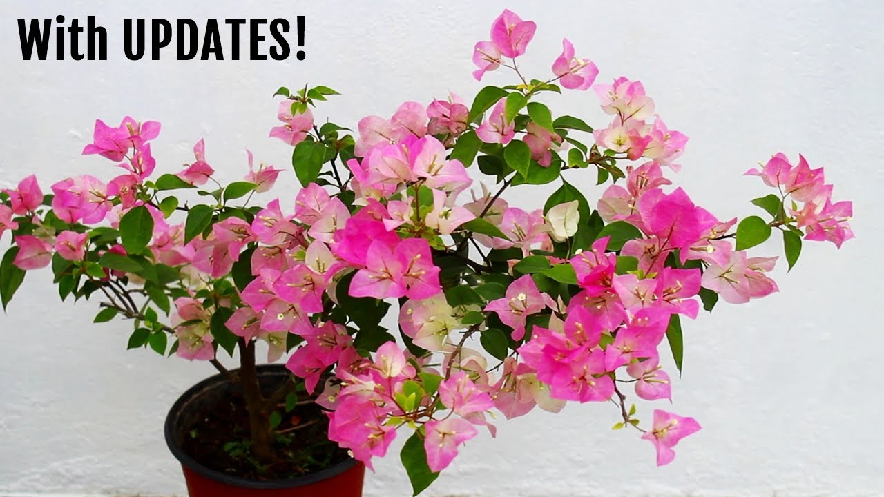 SECRETS To Get MORE Flowers on Bougainvillea! - YouTube