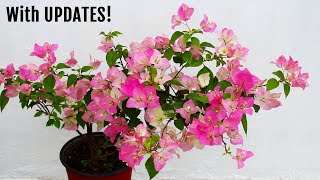 My SECRETS To Get MORE Flowers on Bougainvillea!