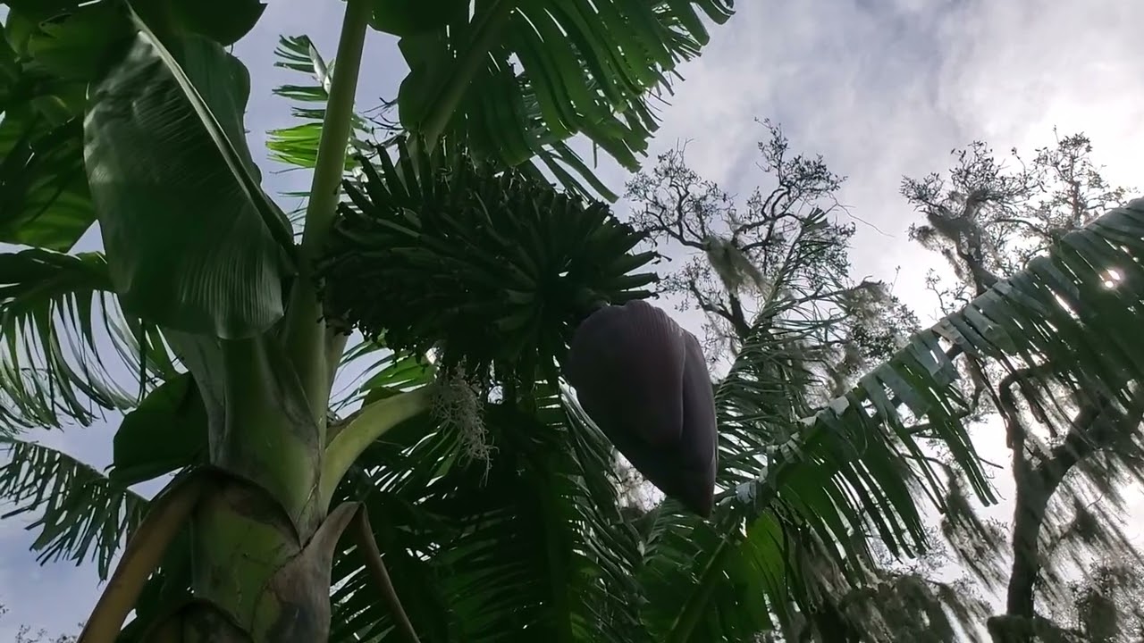 FHIA-1 Goldfinger! Real true to type banana plant with a nice winter bunch  of fruit growing