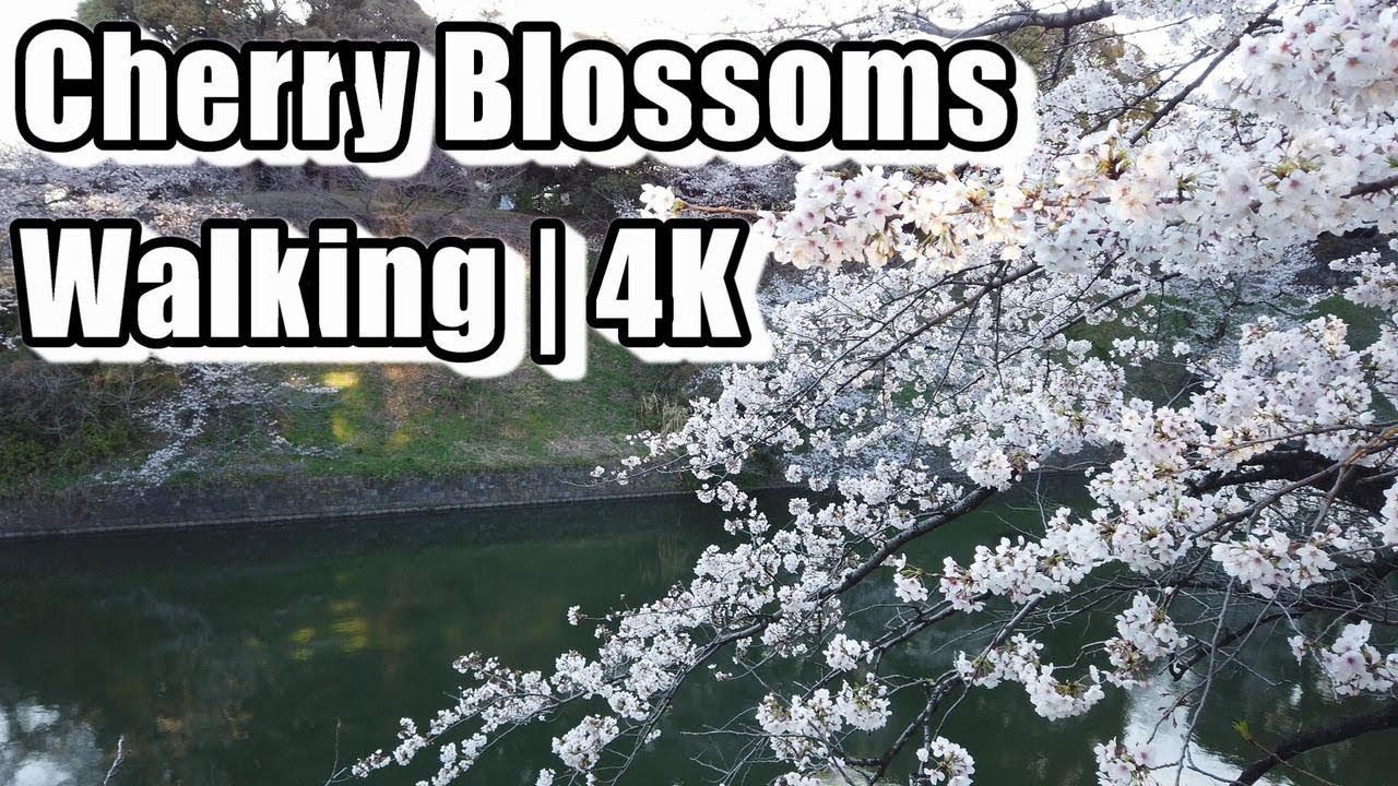 [4K] Chidorigafuchi Green Way, Tokyo in the early morning | Cherry Blossoms Walking | April 2019