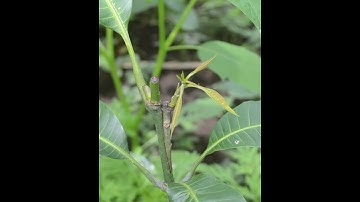 Whip Grafting mango tree in #shortsvideo