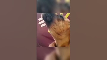 Động vật hài hước| Khi những boss tấu hài #vuive #haihuoc