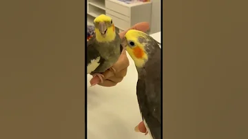 تصفير كوكتيل 