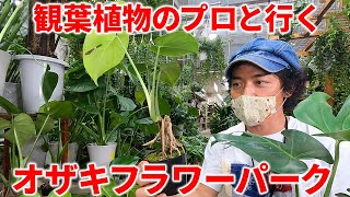 ＜ビカクシダは●●付きを選べ＞オザキフラワーパークで観葉植物のプロが語りまくる！【オーガスタ・モンステラ・ポトスetc】