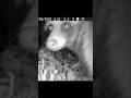 トレイルカメラに映る側溝のタヌキたち