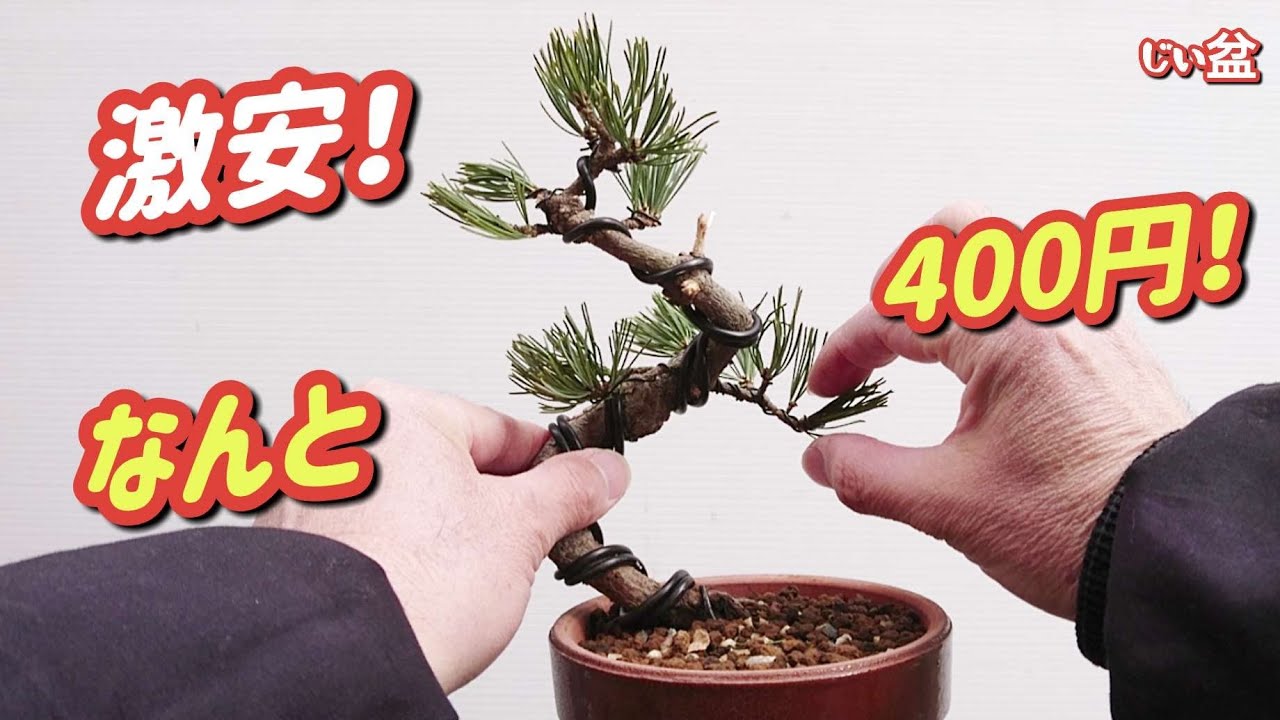 Всего 400 иен🎉 [Купите супердешевую японскую белую сосну в DIY-центре! 】/ Как сделать бонсай