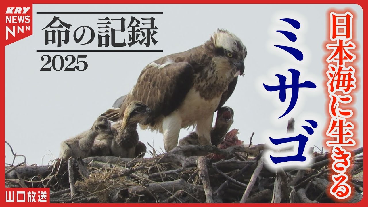 Osprey] Life in the Sea of ​​Japan - Chick birth and departure