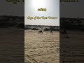 osian| estern edge of Thar desert 🏜️
