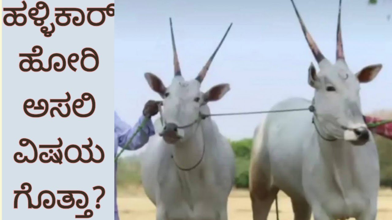 ಹಳ್ಳಿಕಾರ್ ತಳಿಯ ಅಸಲಿ ವಿಷಯ ಗೊತ್ತಾ?/Do you know the facts of Hallikar Bull? 