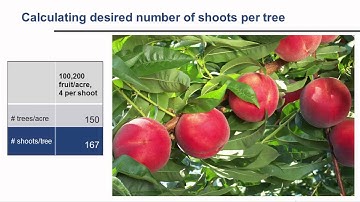 The Peach Pruning Blueprint