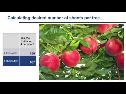 The Peach Pruning Blueprint