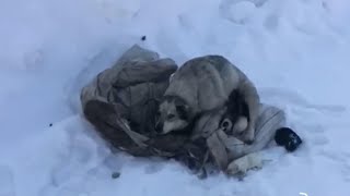 Homeless dog gives birth to 10 puppies in frozen cold outside by Carlos Silva YT 1,308 views 3 weeks ago 3 minutes, 20 seconds