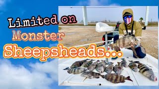 Limited on monster sheepsheads Freeport texas 2022.