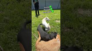 Happy Boi Billy Will Be On This Saturdays Euthanasia Listdue Out 8-31-24