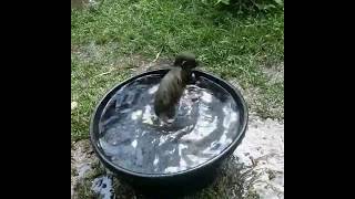 Bakari Taking a Dip - Fort Wayne Childrens Zoo
It’s gonna be a hot one today- Bakari wants to remind you all to stay hydrated! 📷: Keeper Steve
Check out our Website: https://kidszoo.org/animals
Like us on Facebook: https://www.facebook.com/fwkidszoo
Follow us on Twitter: https://twitter.com/fwkidszoo Bakari Taking a Dip - Fort Wayne Childrens Zoo