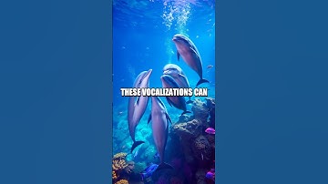 The Secret Language of Dolphins