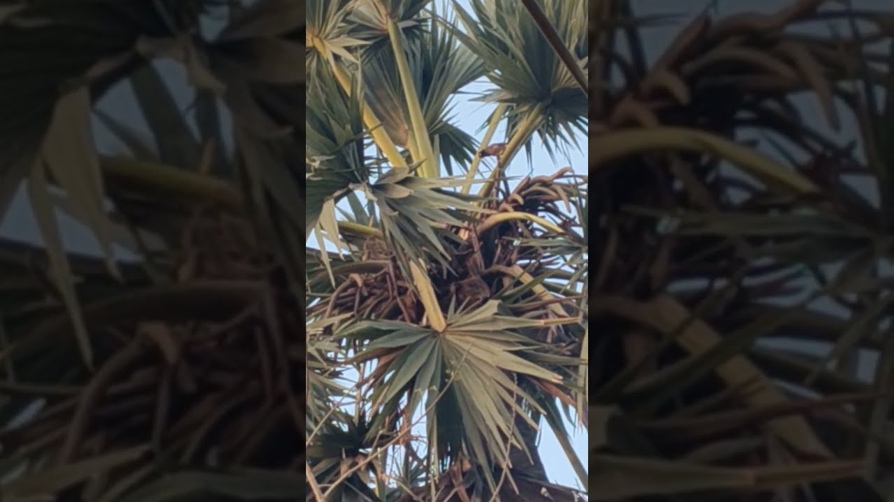 Anudina Manna  365 is live