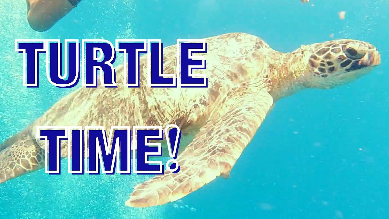 Swimming with Turtles, Gili Islands, Lombok, Indonesia