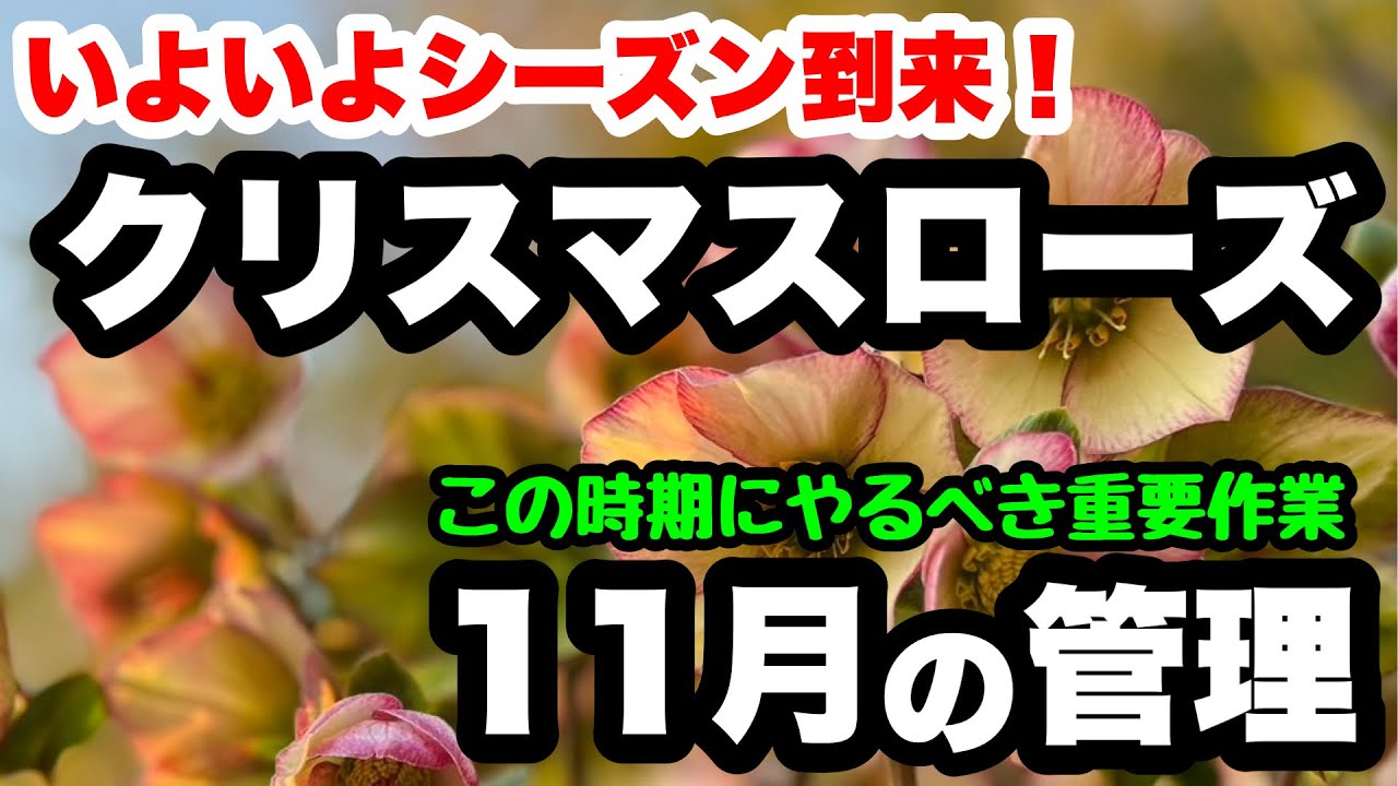 ◇ [Hellebore] What to do in November and how it survived the