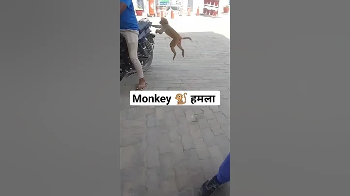 Monkey 🐵🐒 हमला bike #shorts #animal #monkey #bike #trending #viral #ytshorts