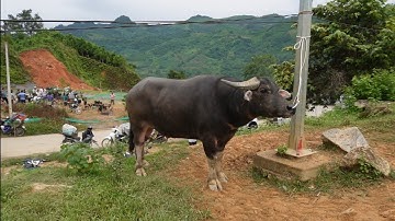 TRÂU TO ĐẸP XUẤT HIỆN Ở CHỢ CỐC LY – Giá Trâu Hôm Nay Tại Chợ Phiên Tây Bắc