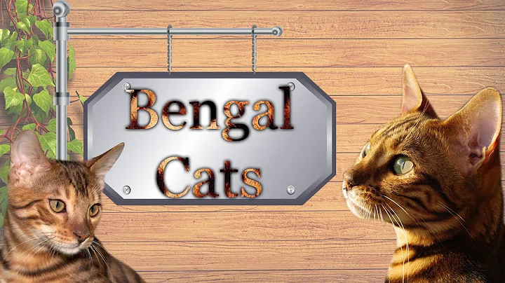 Video 75721: bengal cat asian leopard, breeding asian leopard cats, bengal cat exotic, facts bengal