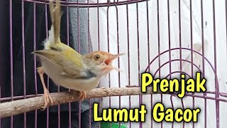 Suara Prenjak Lumut Gacor Memanggil lawan