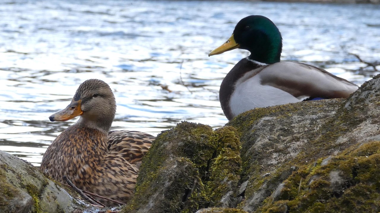 Mallard Duck Couple (Anas platyrhynchos) preening and enjoying early glimpses of spring (4K)
