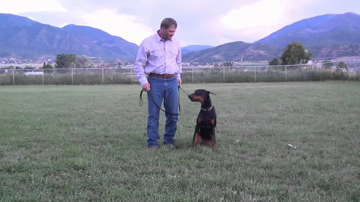 6 Month old Doberman Puppy working Obedience