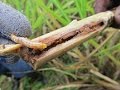 Control biológico del gusano Barrenador en cultivos de Caña de Azúcar - TvAgro, Juan Gonzalo Angel