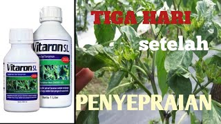 RECOMMENDED#HEAL DAMAGED CHILI PEPPER LEAVES CAUSED BY PESTS AND BAD WEATHER #VITARON SL