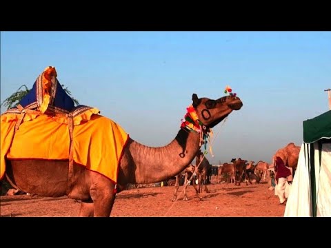 Vidéo: Foire Aux Chameaux, Pushkar, Inde [carte Postale] - Réseau Matador