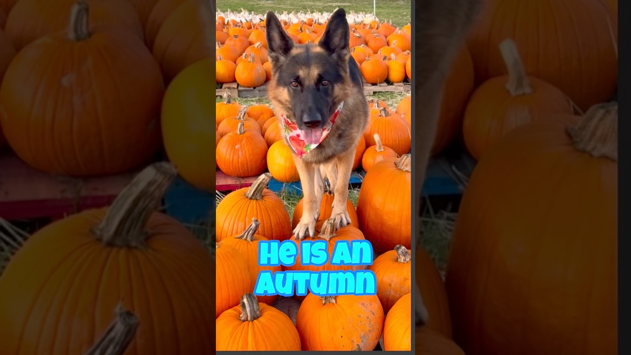 So What’s the Verdict? German Shepherd Loves Fall 🍁🐾