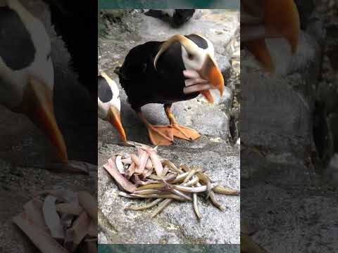 Puffin Parent Gathering Food for Puffling #puffin #shorts