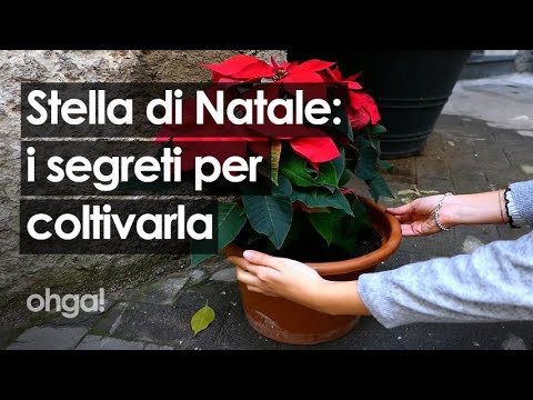 Video: La stella di Natale è ferita dal freddo: scopri la resistenza al freddo delle stelle di Natale