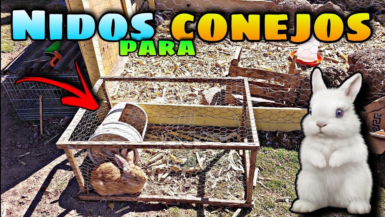 Como hacer NIDOS para CONEJAS || les Muestro mis CUCARACHAS
