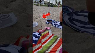 They Saw Tiny Turtle Hatchlings Running Towards The Sea #shorts
