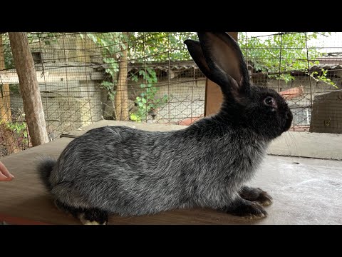 видео: Как избавиться от ушного клеща у кроликов