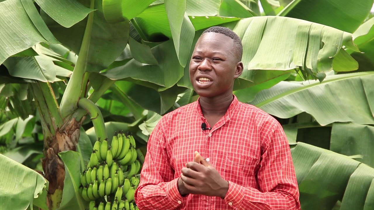 06   la technique de production de la banane