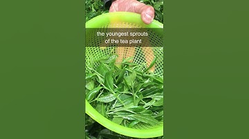 How is Matcha Made? #shorts